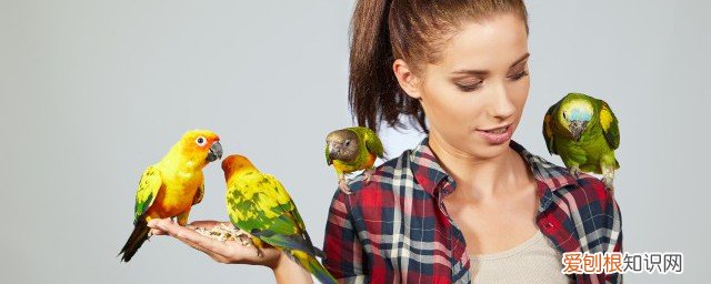 怎么养八哥 八哥饲养要注意什么