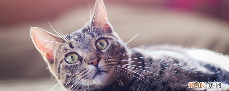 猫冬天能带出去么 冬天可以带猫出去吗,冬天能带猫咪出门吗,冬天能不能带猫出去