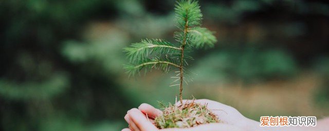 红豆杉怎么养护 红豆杉怎么养