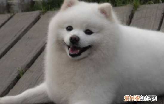 博美犬呕吐是什么原因 这些原因你要注意