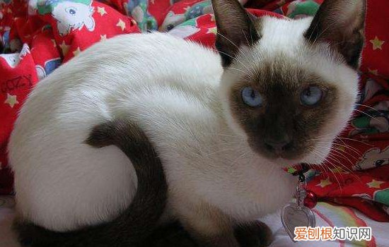 暹罗猫公猫在多大的时候发情，暹罗猫母猫一年发情几次,