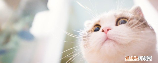 小猫猫怎么养 怎样养小猫