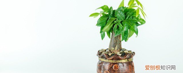 发财树怎么养好 发财树如何养好