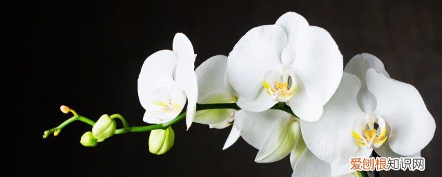 兰花应该怎么养 养兰花的技巧与方法