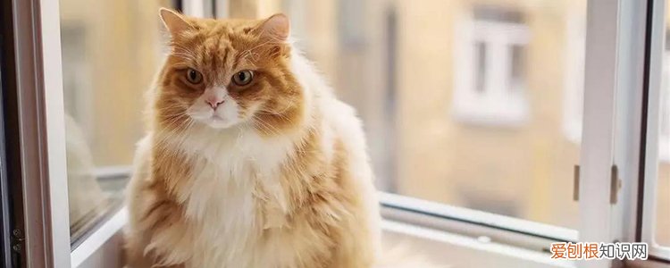 冬天猫会冷么 猫冬天的时候会不会冷,猫冬天会冷吗,冬天猫会不会冷