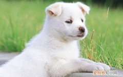 狗着凉会拉稀怎么调理 一定要多呵护狗狗哦！