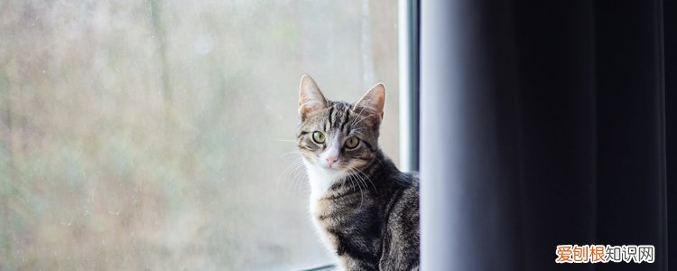 猫身上会有静电吗 为什么猫身上有静电,猫身上有静电原理,猫身上有静电什么情况