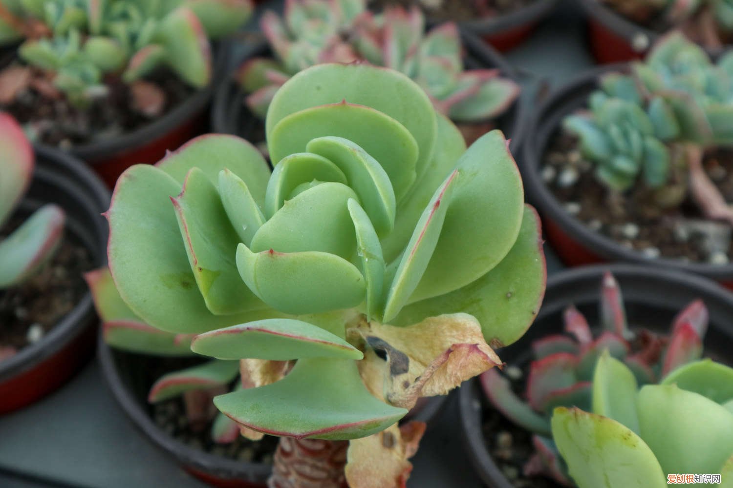 唐印叶插怎么繁殖 唐印叶插教程