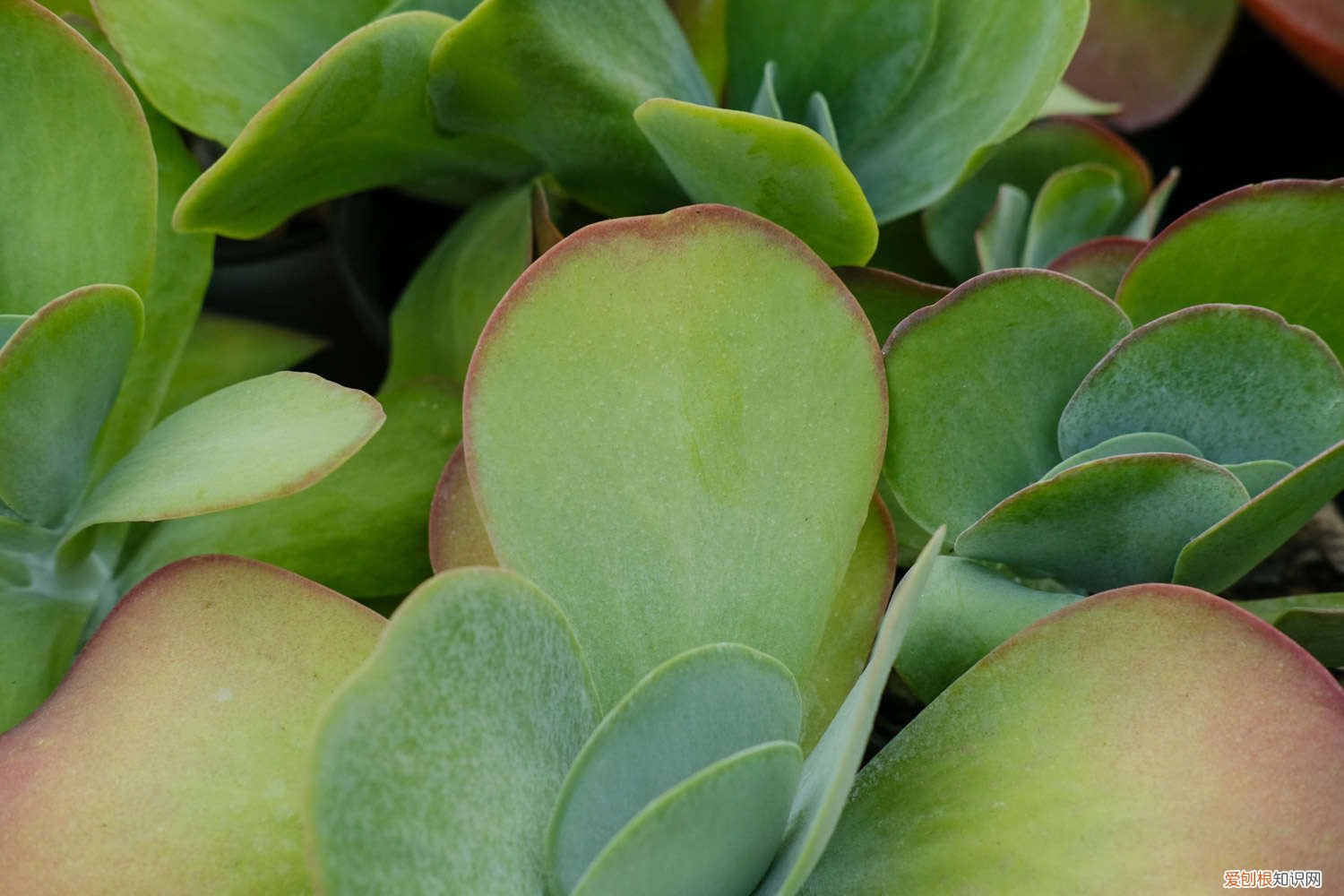 唐印叶插怎么繁殖 唐印叶插教程