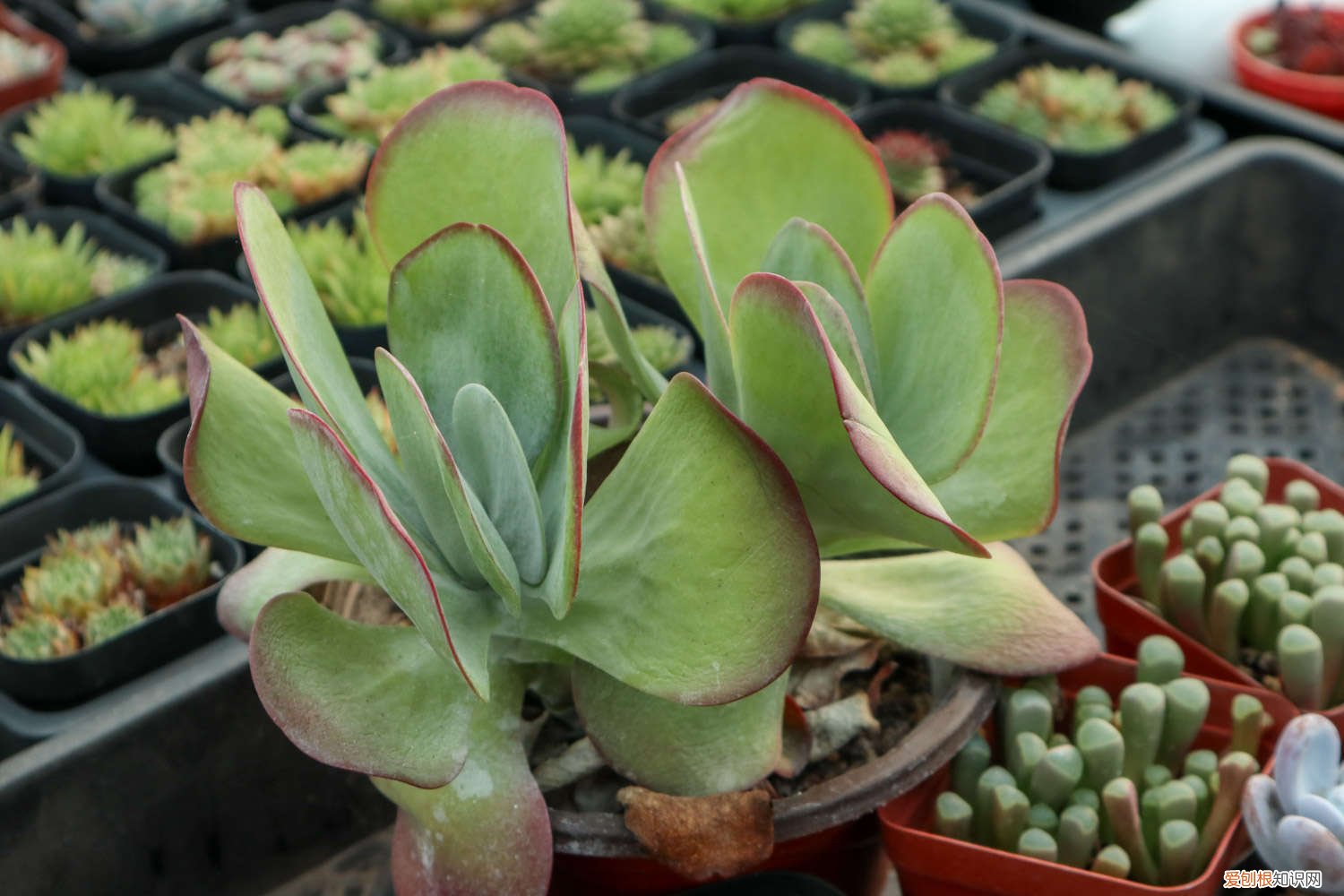 唐印叶插怎么繁殖 唐印叶插教程