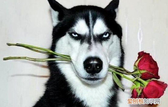 阿拉斯加拉稀怎么办 但是很活泼