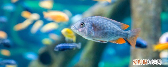 红绿灯怎么养 养红绿灯方法