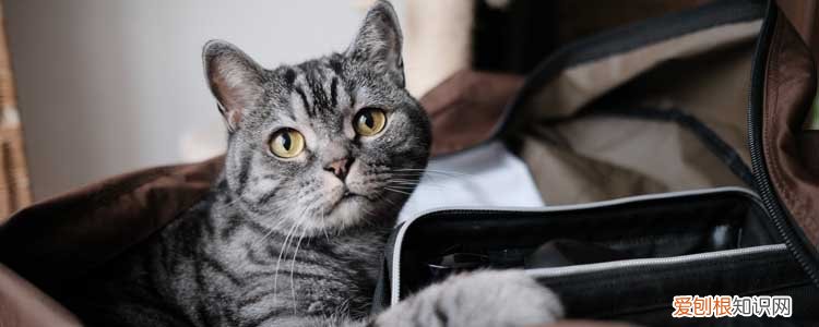 猫身上有静电会引燃汽油吗,猫身上的静电会引燃汽油吗,猫咪身上的静电会引燃汽油吗