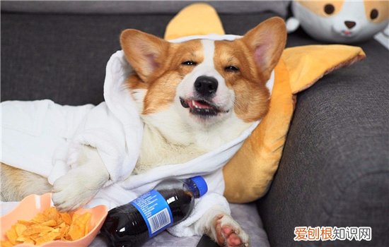 狗腿被车压了能自愈吗 你把狗狗的恢复能力看的太好啦！