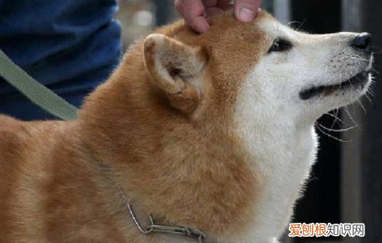 狗肠梗阻能自己排出吗 要根据情况而定哦！