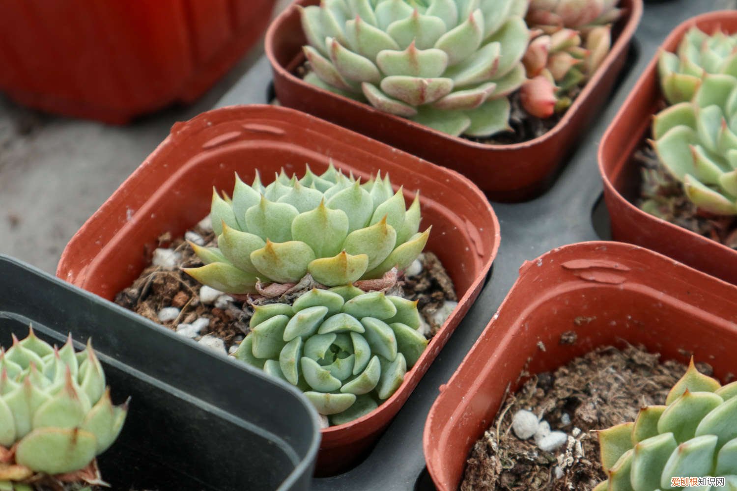 饮料瓶扦插多肉 多肉矿泉水瓶扦插法