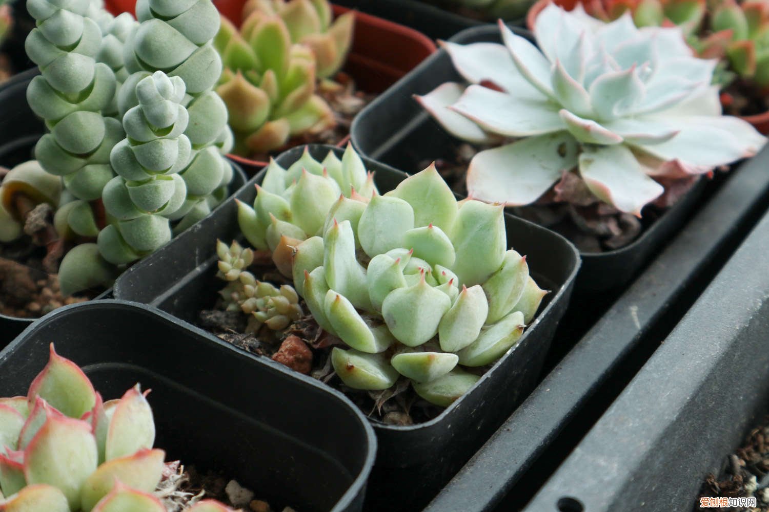 饮料瓶扦插多肉 多肉矿泉水瓶扦插法