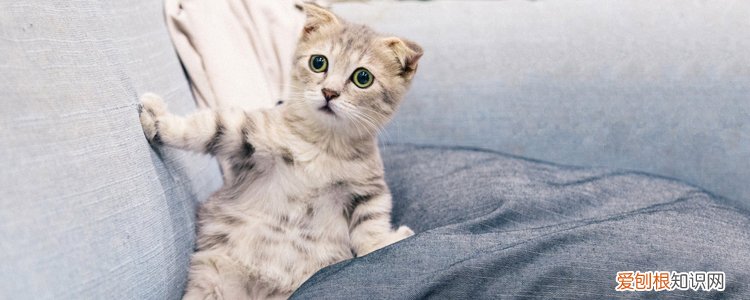 猫咪被静电电多了会怎么样 猫身上有静电对猫有害吗,静电对猫有什么危害,静电对猫咪有伤害吗