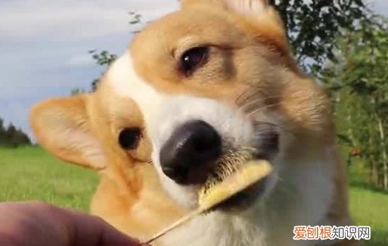 狗翻肠子能自己痊愈吗 细小一定要及时治疗！