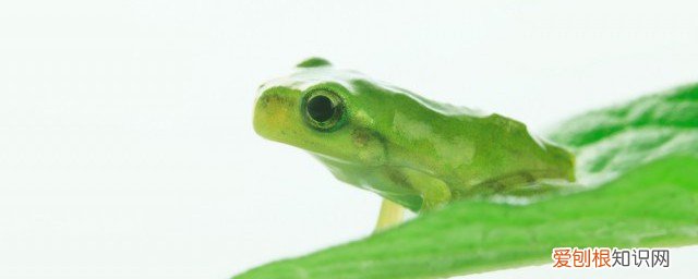 石蛙怎么养殖 养石蛙方法