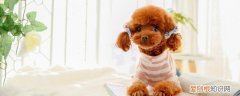 幼犬泰迪怎么养 小泰迪狗怎么养