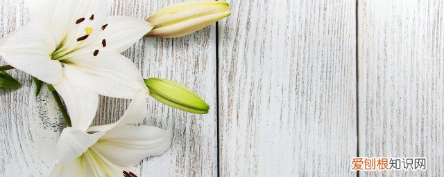 百合怎么养护 百合花怎么养