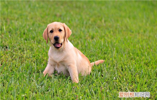 狗脱肛会死吗 狗狗脱肛的三种治疗方法