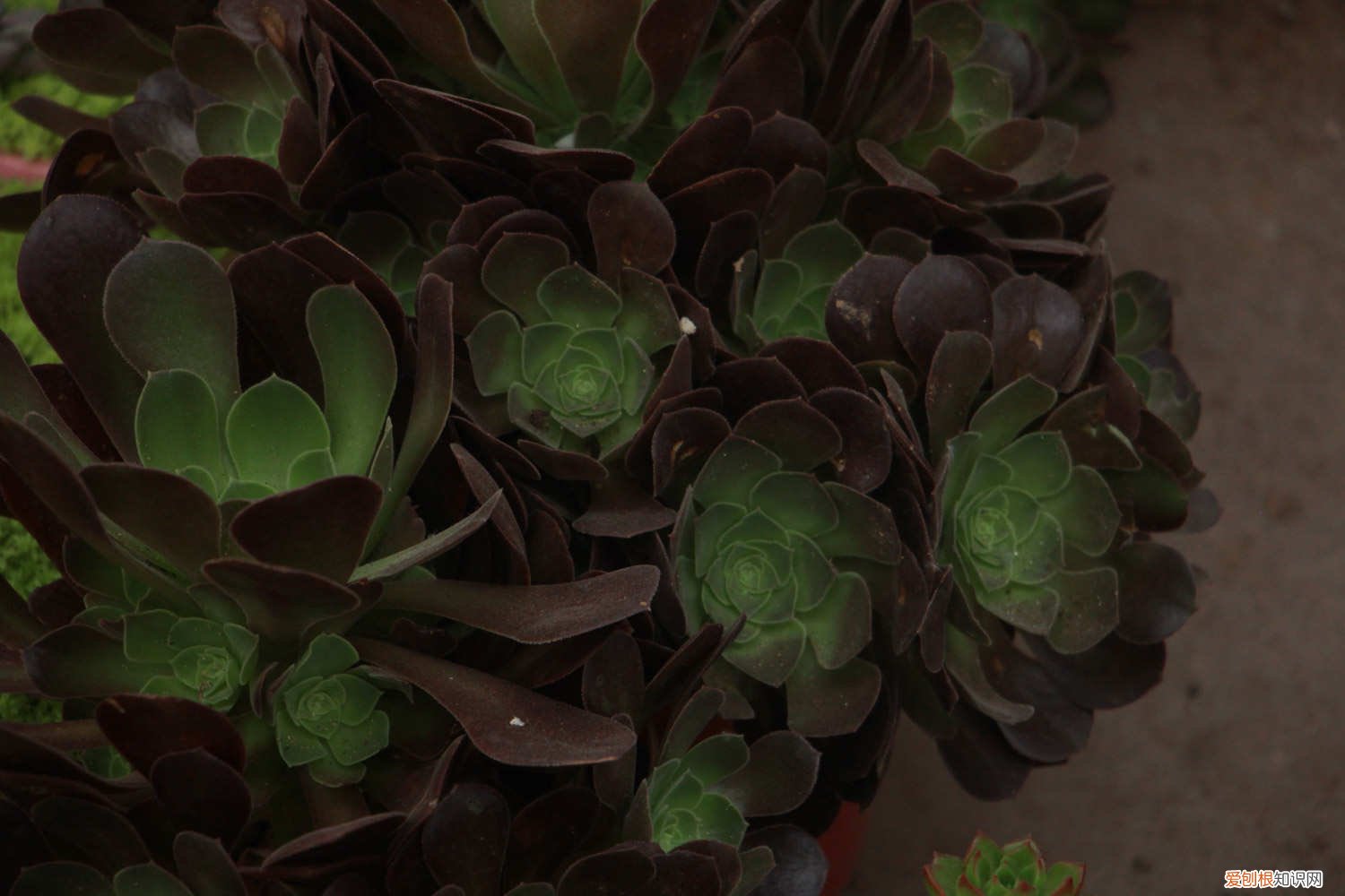 黑法师的叶片也能繁殖吗 黑法师的叶子能插活吗