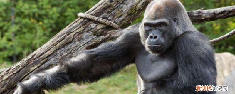 猿猴的特点是生性 猿猴的特点有哪些