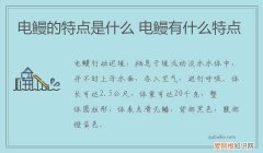 电鳗的特点是什么 电鳗有什么特点