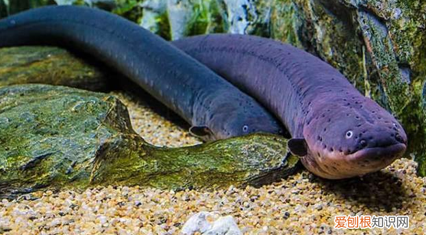 电鳗的特点是什么 电鳗有什么特点