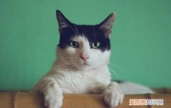 暹罗猫多大才发情，暹罗猫最早几个月发情,暹罗猫公猫发情的表现