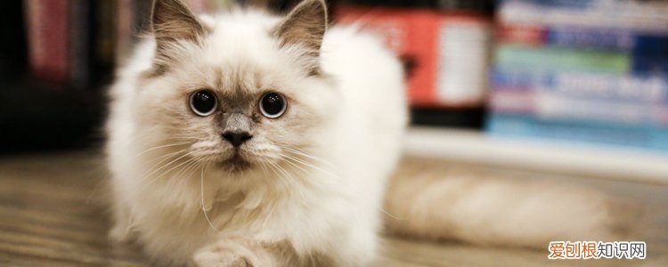 布偶夏天需要开空调吗 布偶猫冬天要开空调吗,布偶猫要开空调吗,布偶猫要开暖气吗