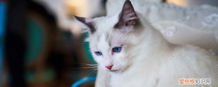 布偶猫冬天毛色会变深吗 布偶猫冬天颜色变深,布偶冬天颜色变深,布偶冬天毛色越来越深