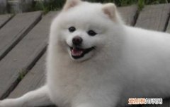 博美犬拉肚子怎么办 先弄清楚原因再治疗哦！