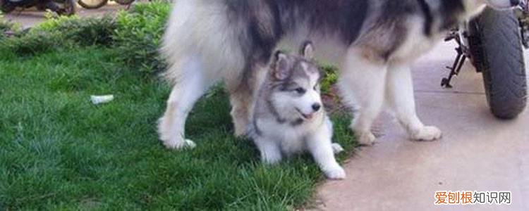 哈士奇呕吐严重要给它喝水吗 正确防止脱水！