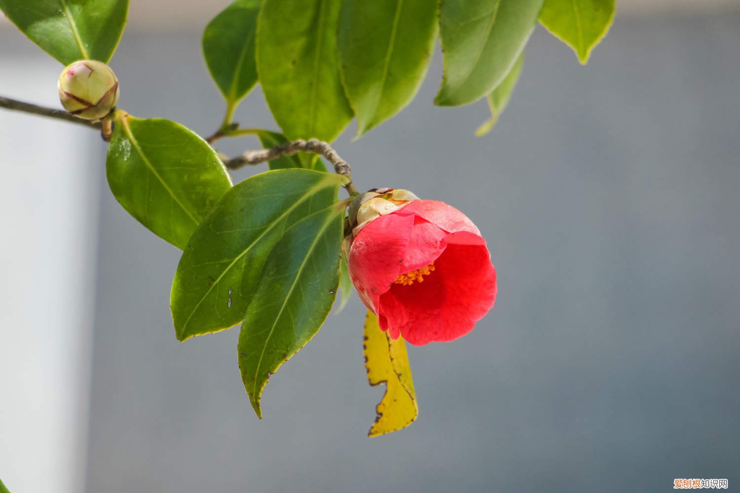 怎么养好茶花请指点一下 茶花如何养护叶子才能变大