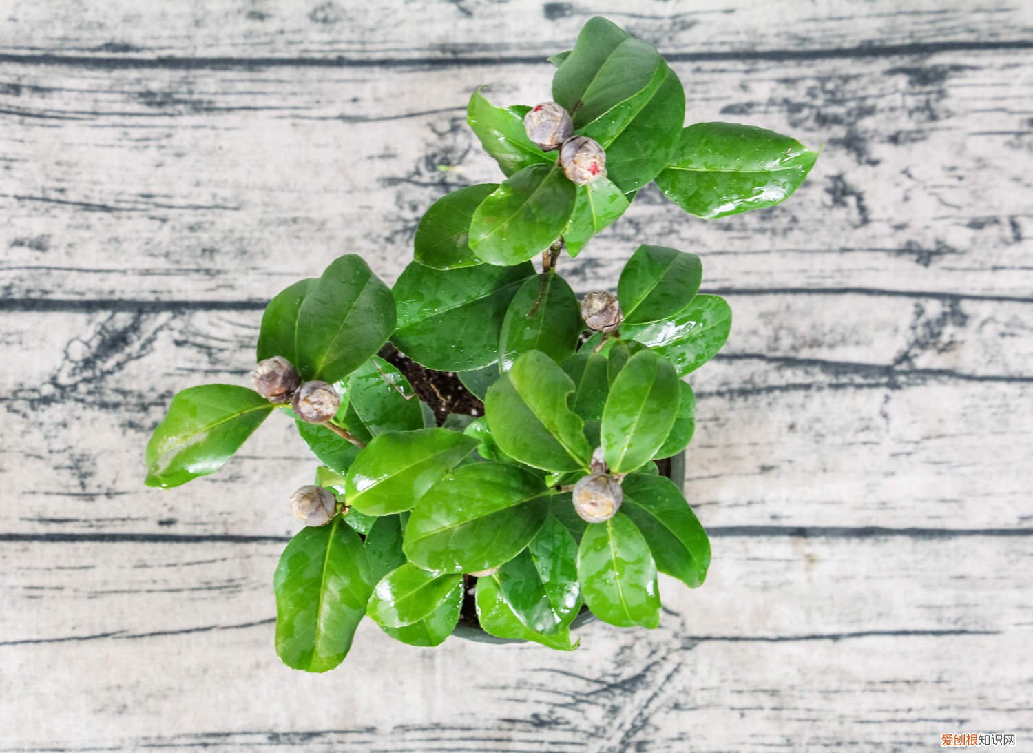 怎么养好茶花请指点一下 茶花如何养护叶子才能变大