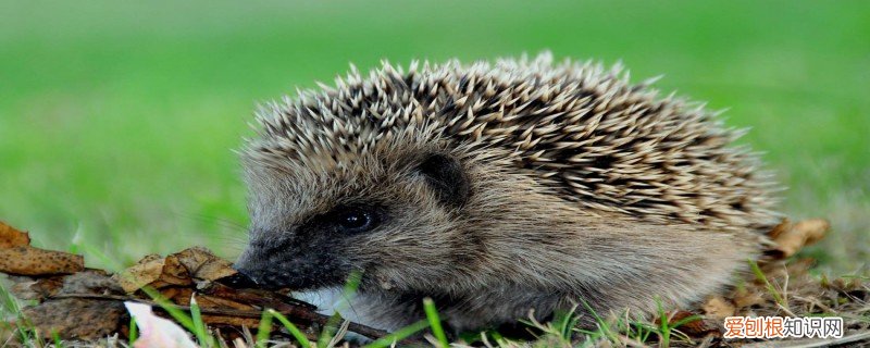 刺猬有什么特点? 刺猬的特点有哪些