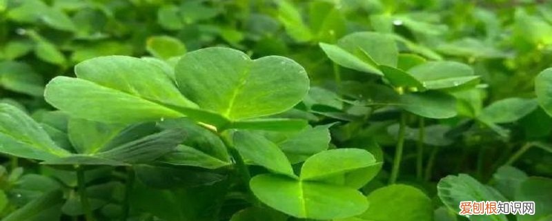 俗称草籽的叫什么野菜 草籽菜学名叫什么