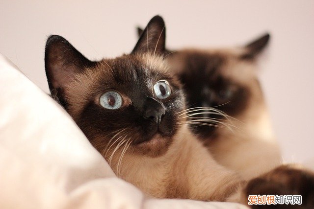 给猫猫开灯睡觉还是关灯 猫睡觉要关灯吗,猫睡觉需要关灯吗,猫咪睡觉需要关灯吗