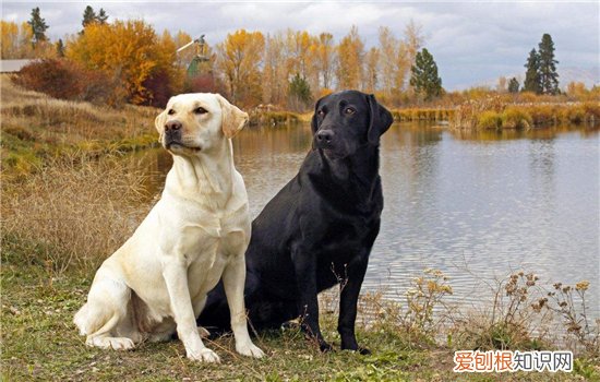 狗狗突然死了是怎么了 这些预防措施你得到位！