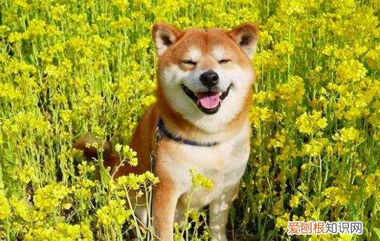 狗狗喉咙像有痰 狗狗嗓子里像有痰一样