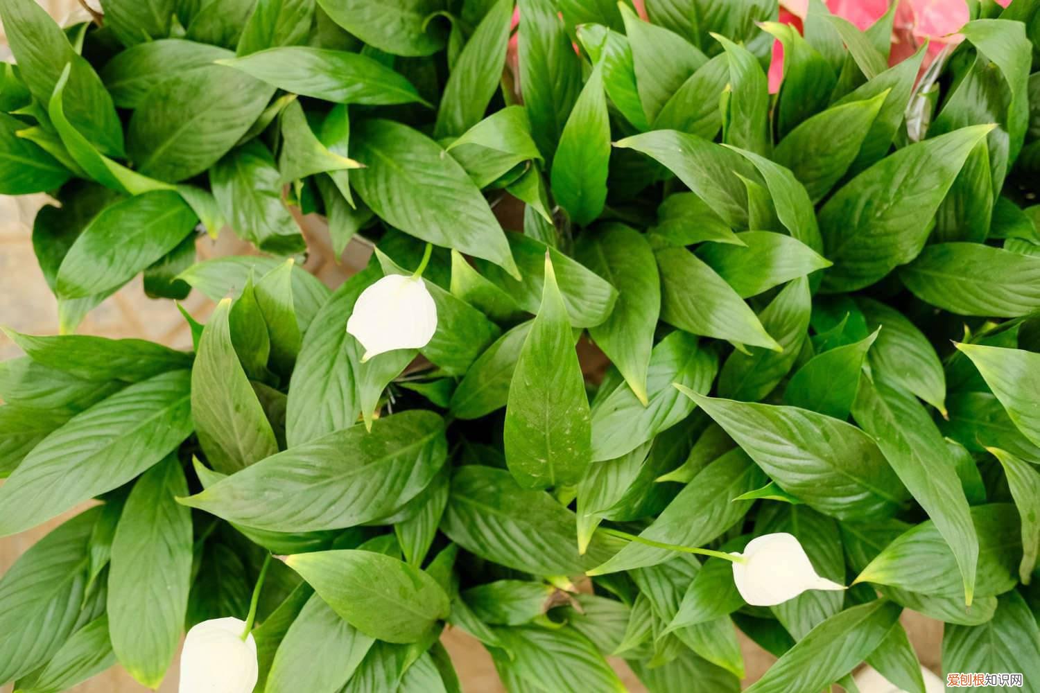 白掌叶子全剪了 白掌要修剪叶子吗