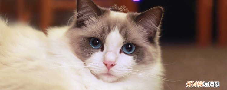 布偶猫怕冷还是怕热 布偶猫冬天怕冷么,布偶猫怕冷吗,布偶猫怕不怕冷