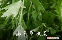 女婿第一年端午节送什么 女婿送粽子送多少个合适