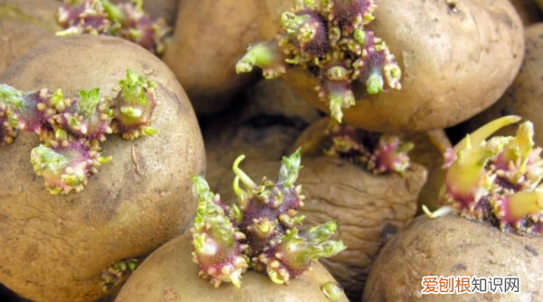 土豆发芽是什么样子 土豆发芽的样子
