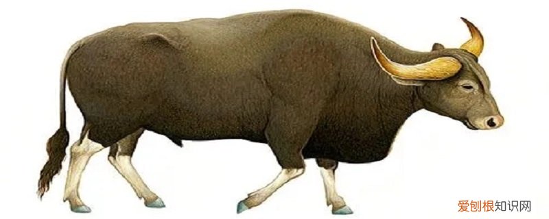 牛和羊是同一科吗