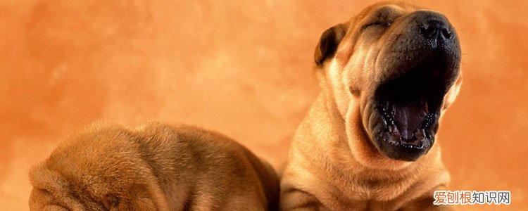 公犬绝育后几天能走路 绝育后注意这些!