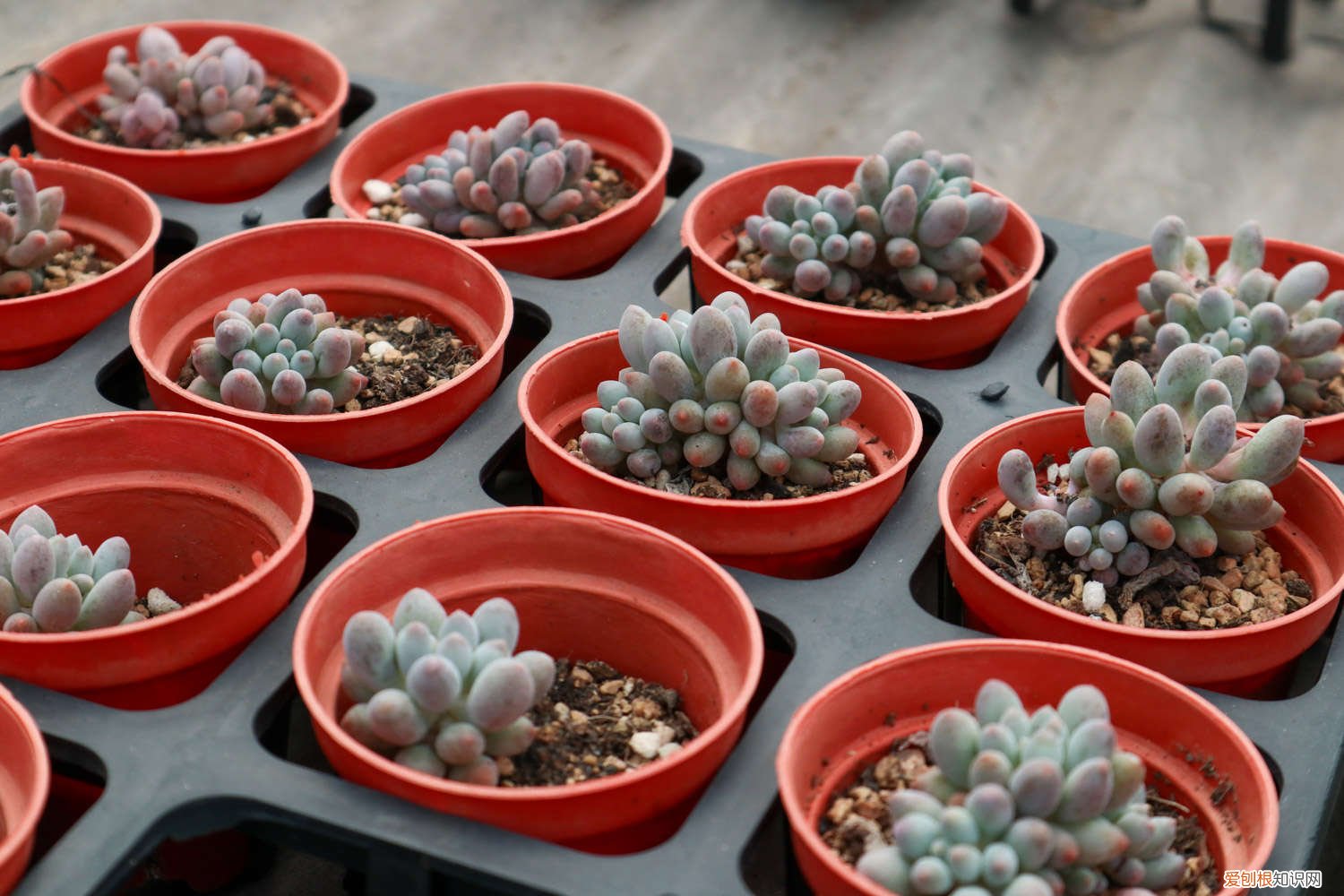 多肉的叶子不小心弄断了 把多肉植物叶子弄断了怎么补救